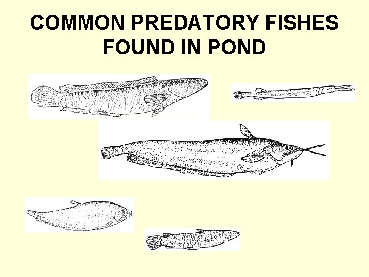 COMMON PREDATORY FISHES FOUND IN POND 