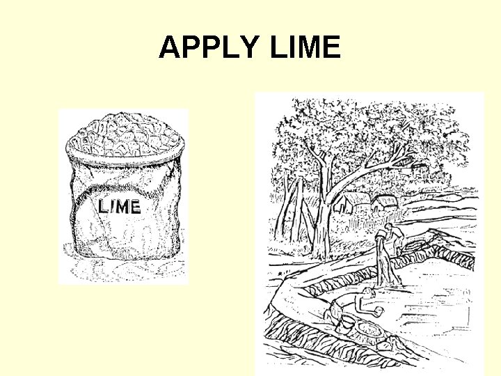 APPLY LIME 