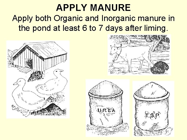 APPLY MANURE Apply both Organic and Inorganic manure in the pond at least 6