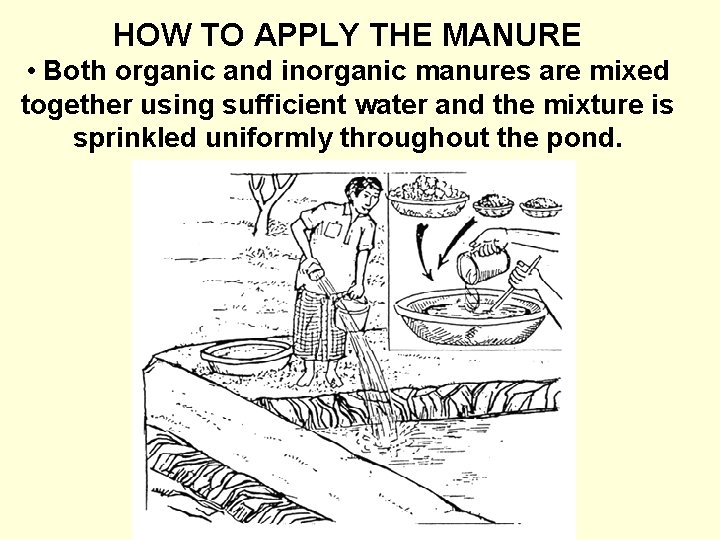 HOW TO APPLY THE MANURE • Both organic and inorganic manures are mixed together