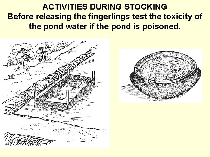 ACTIVITIES DURING STOCKING Before releasing the fingerlings test the toxicity of the pond water