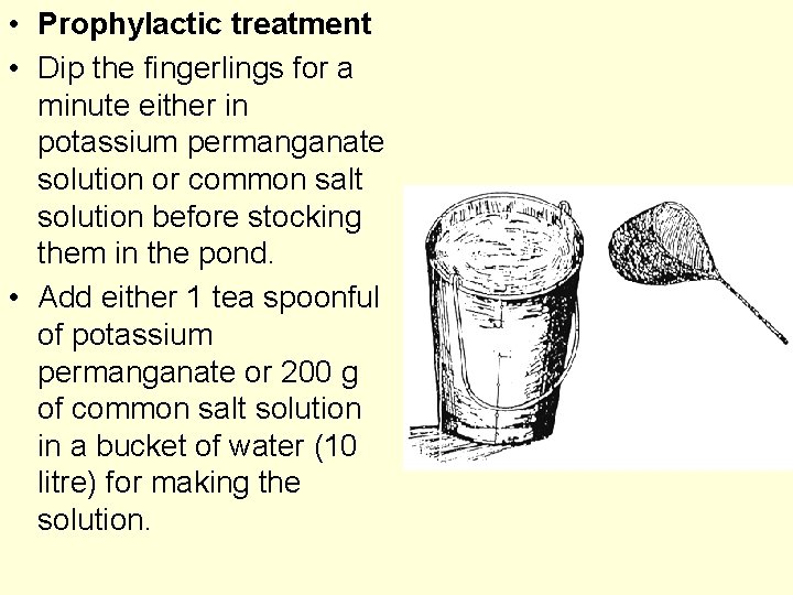  • Prophylactic treatment • Dip the fingerlings for a minute either in potassium