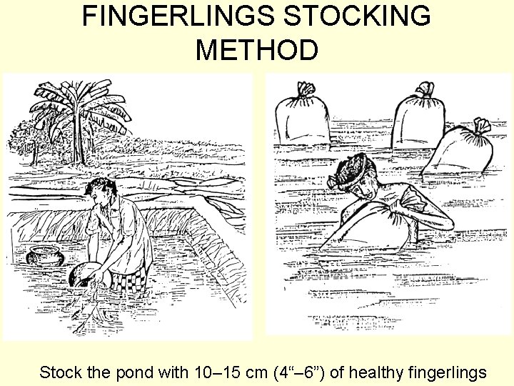 FINGERLINGS STOCKING METHOD Stock the pond with 10– 15 cm (4“– 6”) of healthy