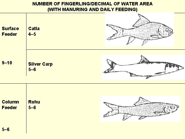 NUMBER OF FINGERLING/DECIMAL OF WATER AREA (WITH MANURING AND DAILY FEEDING) Surface Feeder Catla