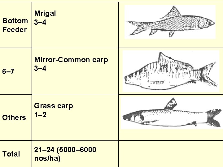 Mrigal Bottom 3– 4 Feeder 6– 7 Mirror-Common carp 3– 4 Others Grass carp