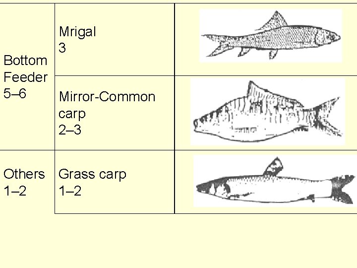 Mrigal 3 Bottom Feeder 5– 6 Mirror-Common carp 2– 3 Others Grass carp 1–