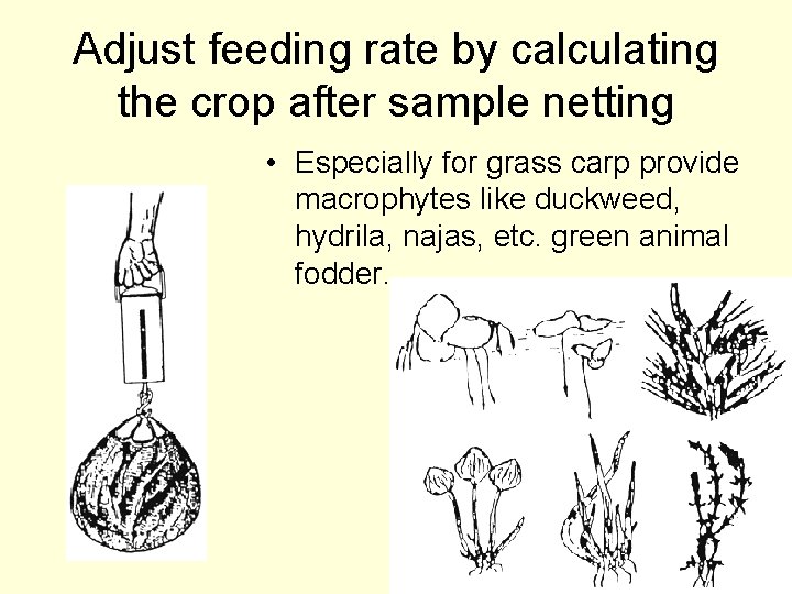 Adjust feeding rate by calculating the crop after sample netting • Especially for grass