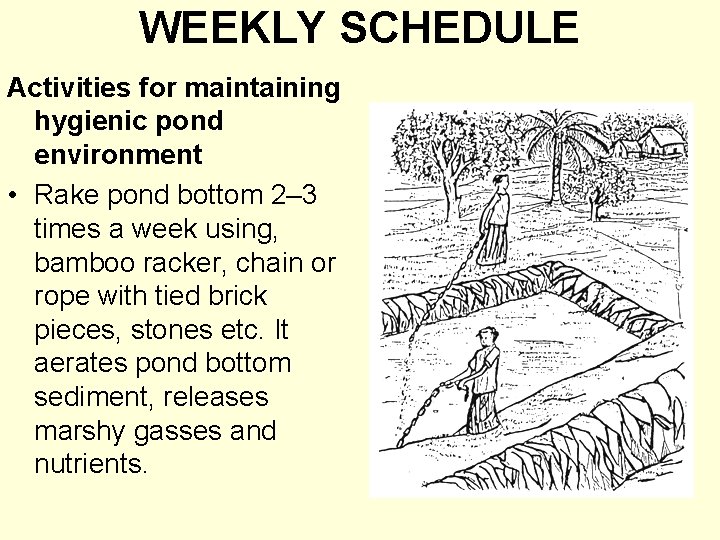 WEEKLY SCHEDULE Activities for maintaining hygienic pond environment • Rake pond bottom 2– 3