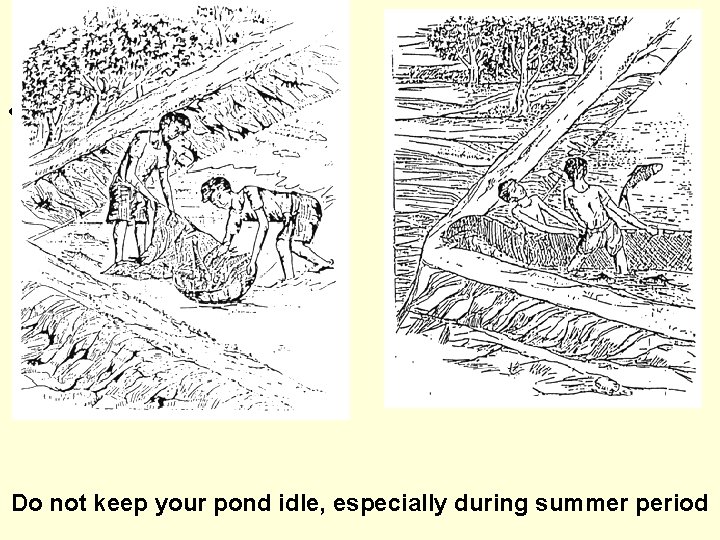  • Do not keep your pond idle, especially during summer period 