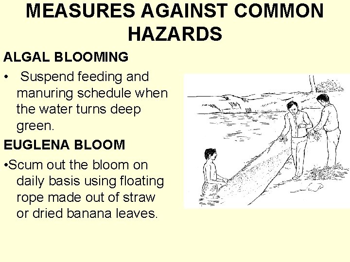 MEASURES AGAINST COMMON HAZARDS ALGAL BLOOMING • Suspend feeding and manuring schedule when the