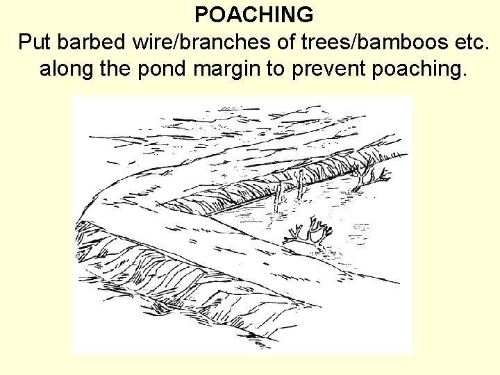 POACHING Put barbed wire/branches of trees/bamboos etc. along the pond margin to prevent poaching.
