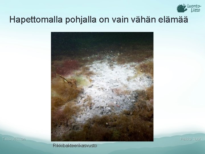 Hapettomalla pohjalla on vain vähän elämää Timo Vikman Pekka Tuuri Rikkibakteerikasvusto Hapettomalla pohjalla on vain vähän elämää Timo Vikman Pekka Tuuri Rikkibakteerikasvusto