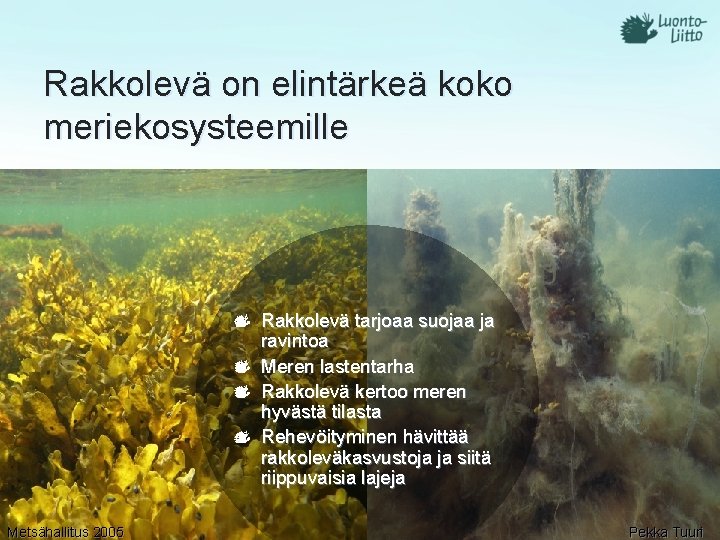Rakkolevä on elintärkeä koko meriekosysteemille Rakkolevä tarjoaa suojaa ja ravintoa Meren lastentarha Rakkolevä kertoo Rakkolevä on elintärkeä koko meriekosysteemille Rakkolevä tarjoaa suojaa ja ravintoa Meren lastentarha Rakkolevä kertoo