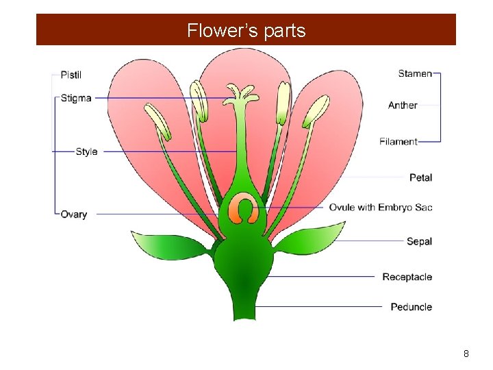Flower’s parts 8 