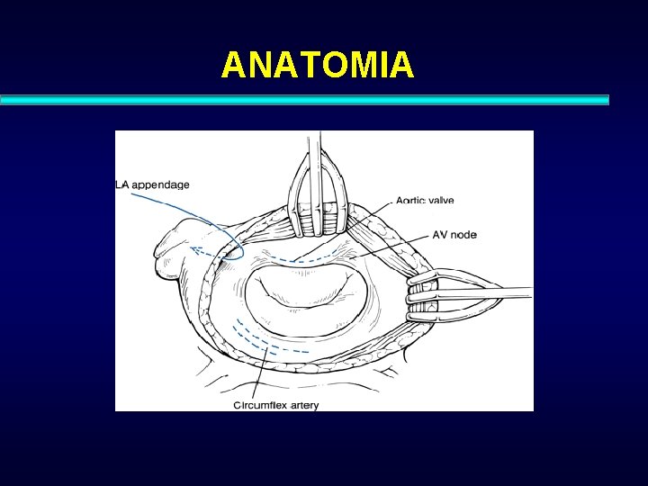 ANATOMIA 