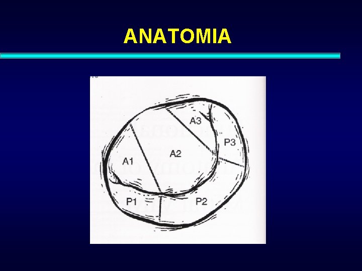 ANATOMIA 