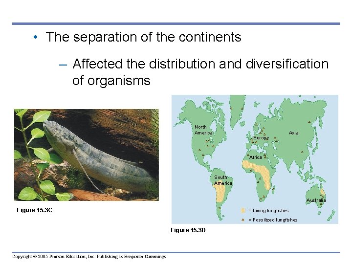 • The separation of the continents – Affected the distribution and diversification of • The separation of the continents – Affected the distribution and diversification of