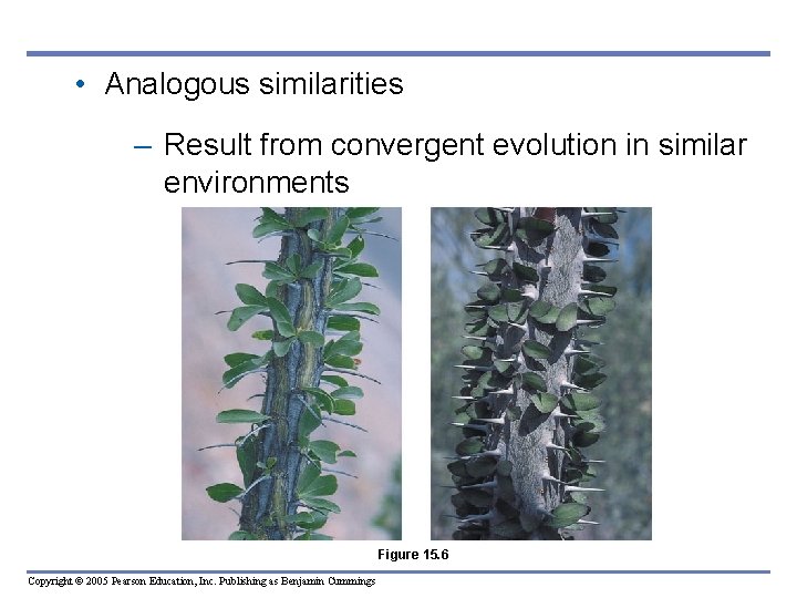 • Analogous similarities – Result from convergent evolution in similar environments Figure 15. • Analogous similarities – Result from convergent evolution in similar environments Figure 15.