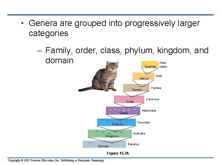 • Genera are grouped into progressively larger categories – Family, order, class, phylum, • Genera are grouped into progressively larger categories – Family, order, class, phylum,