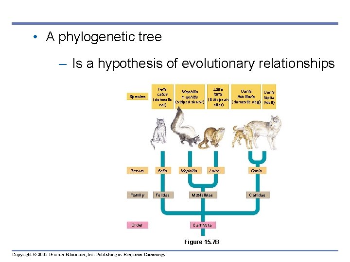 • A phylogenetic tree – Is a hypothesis of evolutionary relationships Species Felis • A phylogenetic tree – Is a hypothesis of evolutionary relationships Species Felis