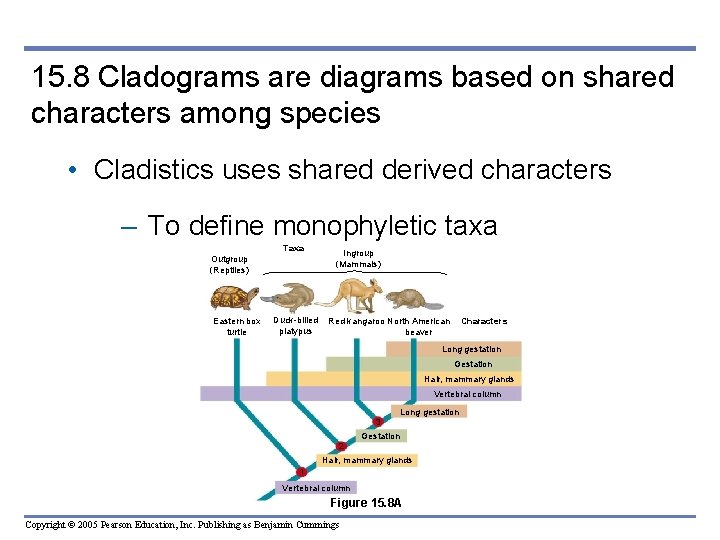 15. 8 Cladograms are diagrams based on shared characters among species • Cladistics uses 15. 8 Cladograms are diagrams based on shared characters among species • Cladistics uses