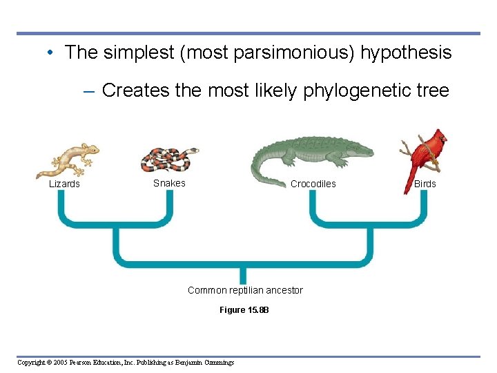 • The simplest (most parsimonious) hypothesis – Creates the most likely phylogenetic tree • The simplest (most parsimonious) hypothesis – Creates the most likely phylogenetic tree