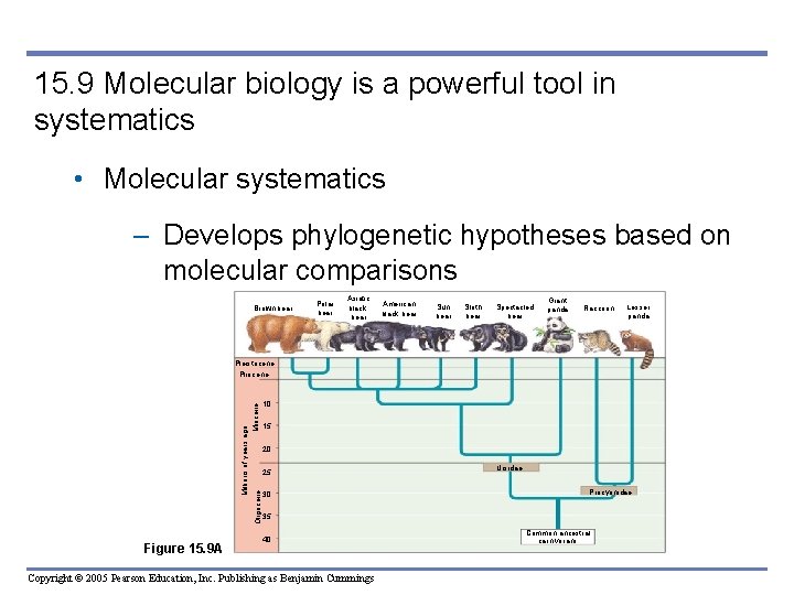 15. 9 Molecular biology is a powerful tool in systematics • Molecular systematics – 15. 9 Molecular biology is a powerful tool in systematics • Molecular systematics –