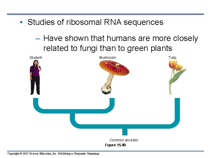 • Studies of ribosomal RNA sequences – Have shown that humans are more • Studies of ribosomal RNA sequences – Have shown that humans are more