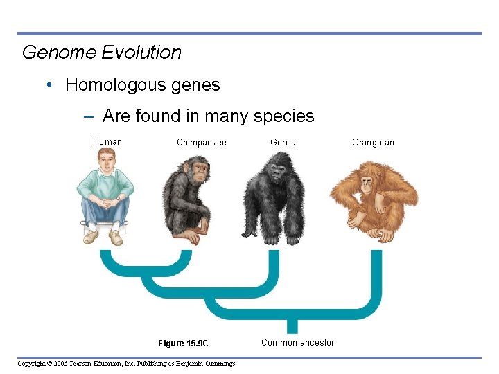 Genome Evolution • Homologous genes – Are found in many species Human Chimpanzee Figure Genome Evolution • Homologous genes – Are found in many species Human Chimpanzee Figure