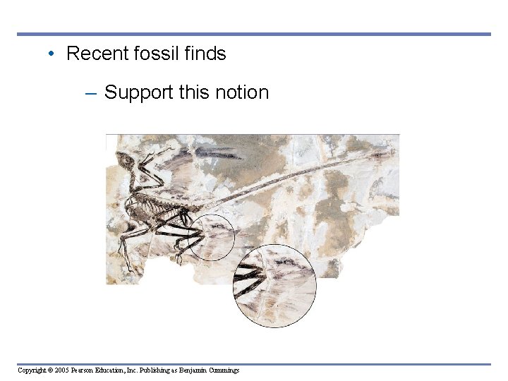 • Recent fossil finds – Support this notion Copyright © 2005 Pearson Education, • Recent fossil finds – Support this notion Copyright © 2005 Pearson Education,