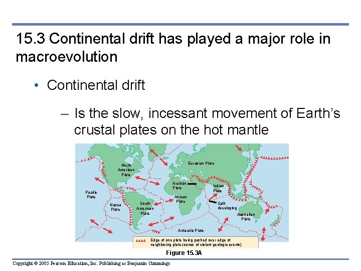 15. 3 Continental drift has played a major role in macroevolution • Continental drift 15. 3 Continental drift has played a major role in macroevolution • Continental drift