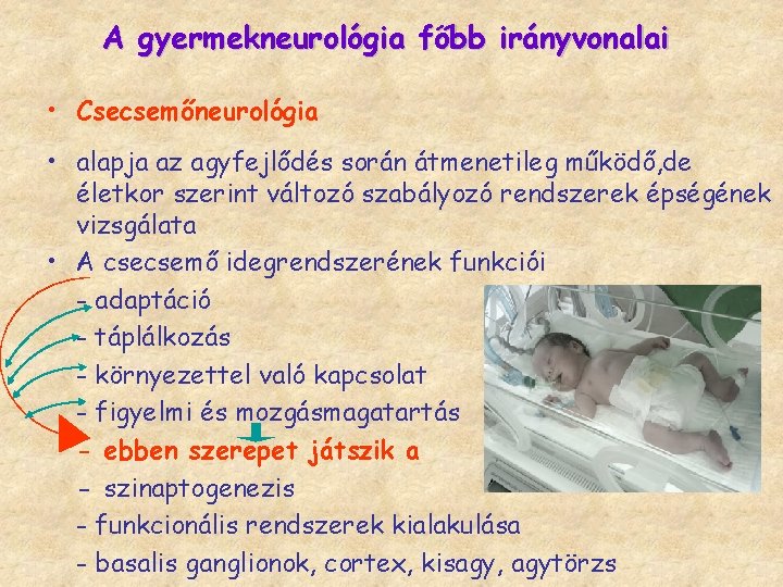 A gyermekneurológia főbb irányvonalai • Csecsemőneurológia • alapja az agyfejlődés során átmenetileg működő, de