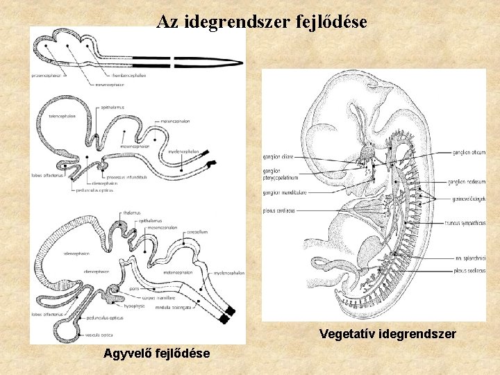 Az idegrendszer fejlődése Vegetatív idegrendszer Agyvelő fejlődése 