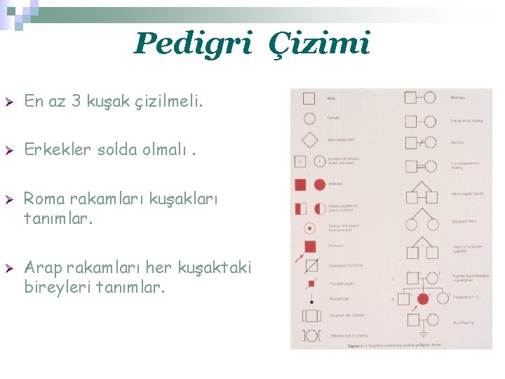 Pedigri Çizimi Ø En az 3 kuşak çizilmeli. Ø Erkekler solda olmalı. Ø Ø