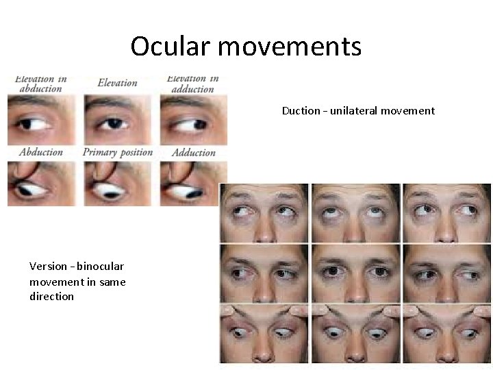 Ocular movements Duction – unilateral movement Version – binocular movement in same direction 