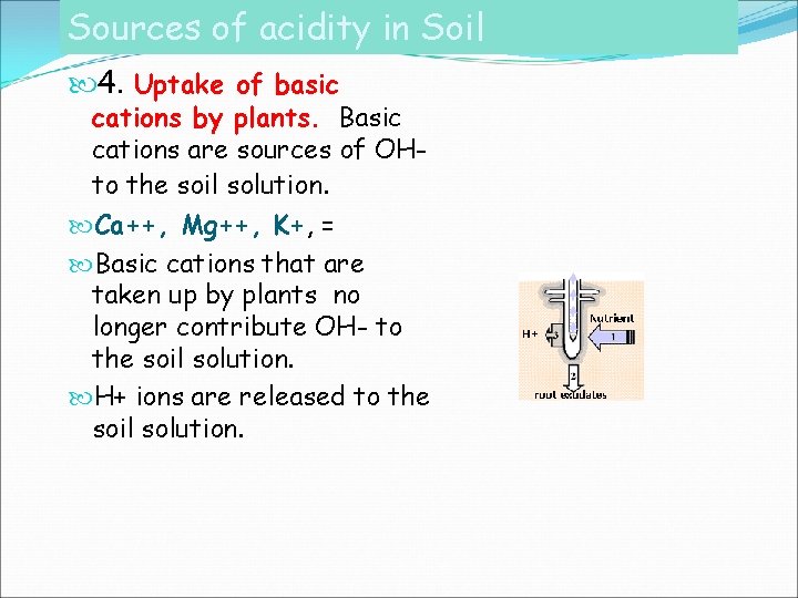 Sources of acidity in Soil 4. Uptake of basic cations by plants. Basic cations Sources of acidity in Soil 4. Uptake of basic cations by plants. Basic cations
