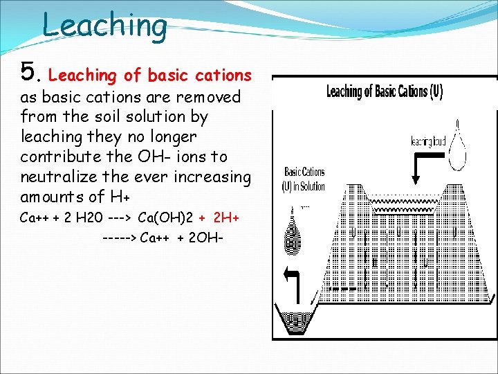 Leaching 5. Leaching of basic cations as basic cations are removed from the soil Leaching 5. Leaching of basic cations as basic cations are removed from the soil