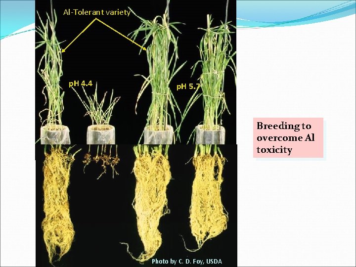 Al-Tolerant variety p. H 4. 4 p. H 5. 7 Breeding to overcome Al Al-Tolerant variety p. H 4. 4 p. H 5. 7 Breeding to overcome Al