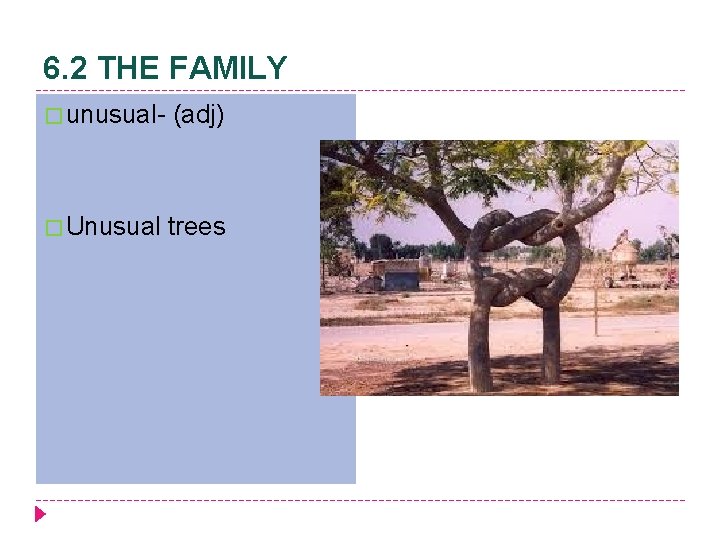 6. 2 THE FAMILY � unusual- (adj) � Unusual trees 