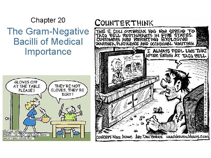 Chapter 20 The Gram-Negative Bacilli of Medical Importance 