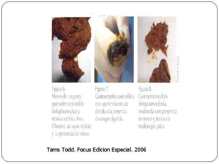 Tams Todd. Focus Edicion Especial. 2006 