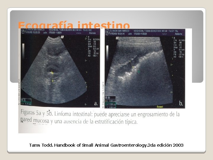 Ecografía intestino Tams Todd. Handbook of Small Animal Gastroenterology. 2 da edición 2003 