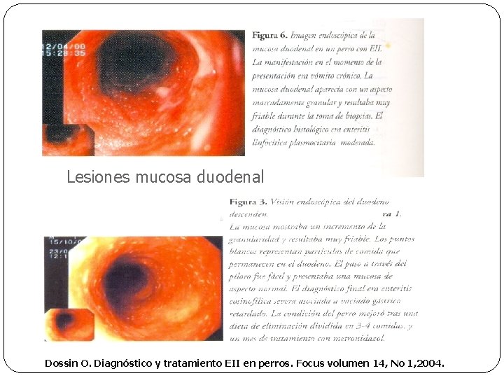 Lesiones mucosa duodenal Dossin O. Diagnóstico y tratamiento EII en perros. Focus volumen 14,