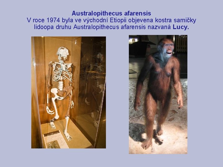 Australopithecus afarensis V roce 1974 byla ve východní Etiopii objevena kostra samičky lidoopa druhu