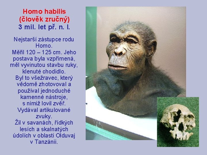 Homo habilis (člověk zručný) 3 mil. let př. n. l. Nejstarší zástupce rodu Homo.