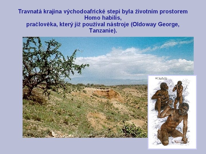 Travnatá krajina východoafrické stepi byla životním prostorem Homo habilis, pračlověka, který již používal nástroje