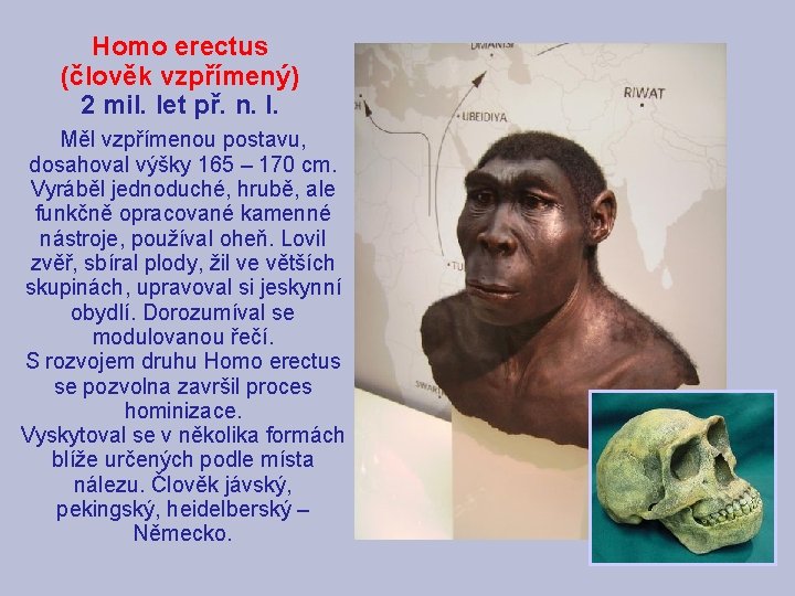 Homo erectus (člověk vzpřímený) 2 mil. let př. n. l. Měl vzpřímenou postavu, dosahoval