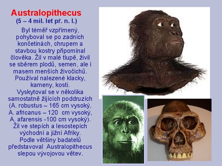 Australopithecus (5 – 4 mil. let př. n. l. ) Byl téměř vzpřímený, pohyboval