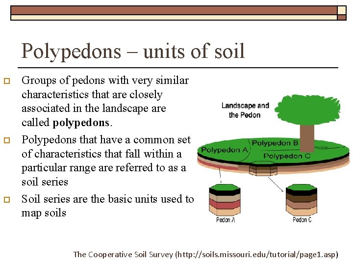 Polypedons – units of soil o o o Groups of pedons with very similar