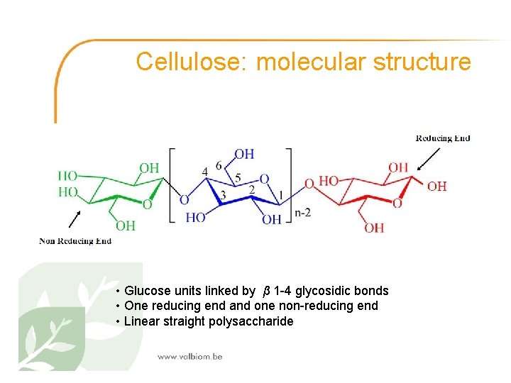Cellulose: molecular structure • Glucose units linked by β 1 -4 glycosidic bonds •
